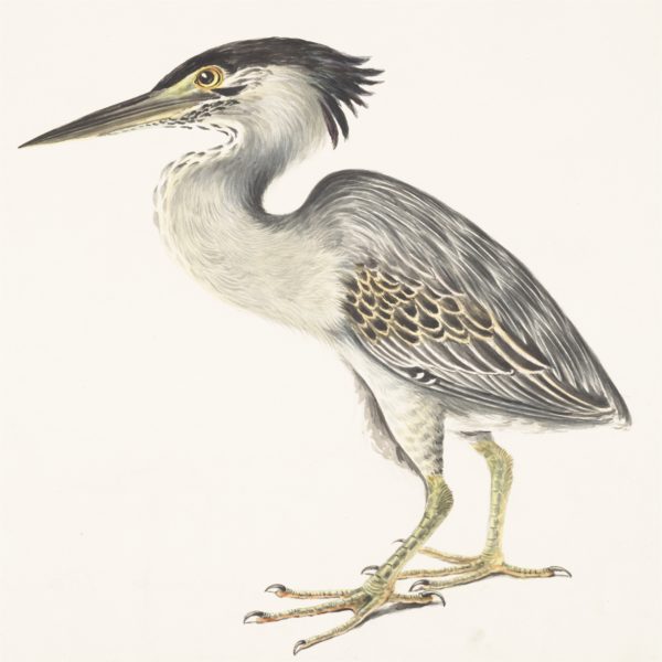 heron-gravure