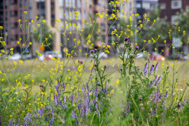 Field with yellow, purple and white flowers: black mustard (Brassica nigra) mixed with mayweed (Tripleurospermum maritimum) and hairy vetch (Vicia villosa). In the background a building and cars. This image is an example of urban nature.